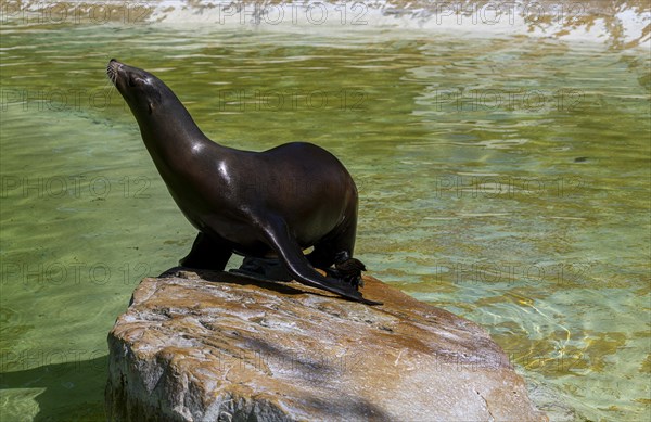 California sea lion