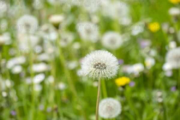 Common dandelion