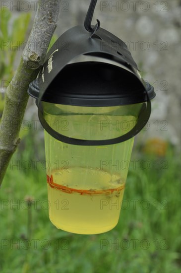 Asian hornet trap in a garden