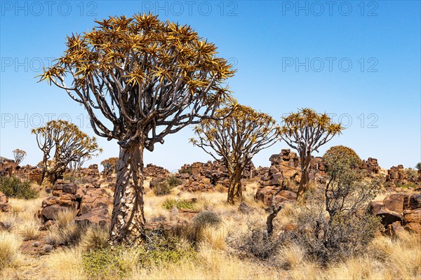 Quiver tree