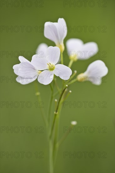 Cuckoo flower