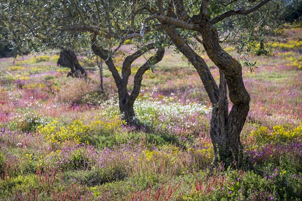 Olive trees in flowering meadow