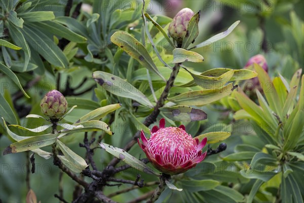 Protea