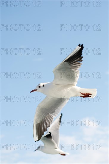 Seagulls flying in sky