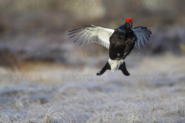 Black grouse