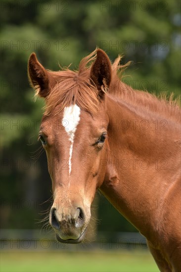 Foal of the Western horse breed American Quarter Horse in the pasture