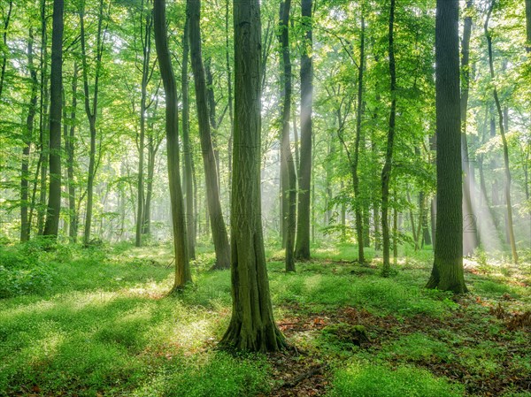 Natural deciduous forest of oaks