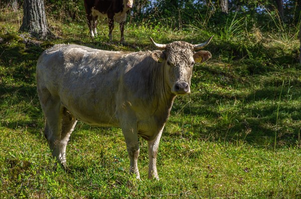 Concept of agroforestry