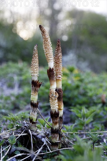Forest horsetail