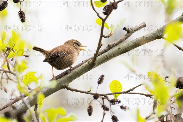 Eurasian wren