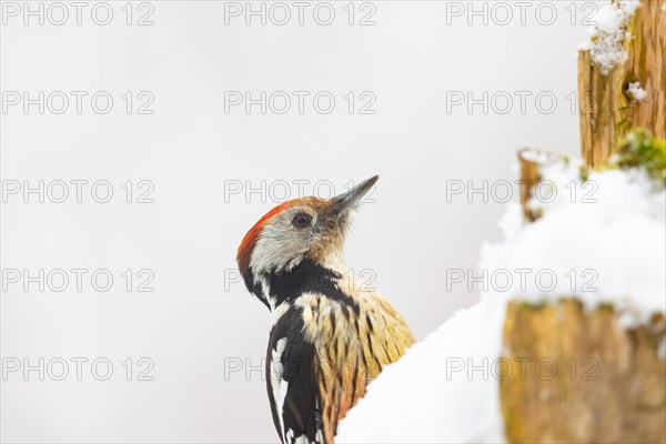 Middle Spotted Woodpecker