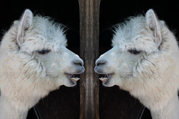 Funny white alpaca chewing in its stall