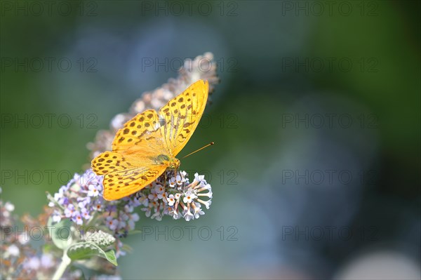 Silver-washed fritillary