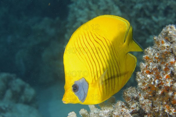 Bluecheek butterflyfish