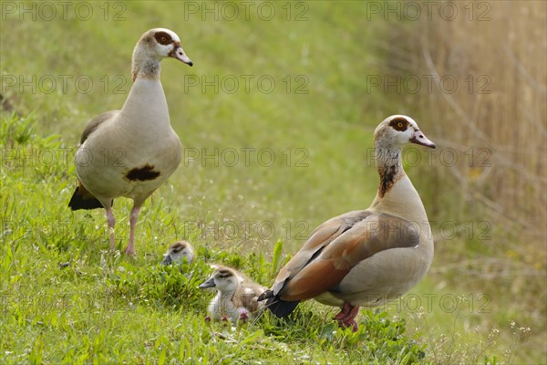 Two Egyptian Geese