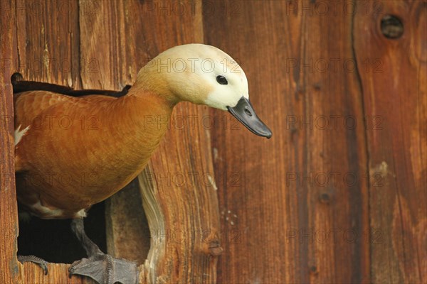 Ruddy Shelduck