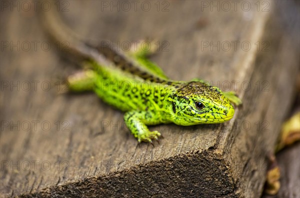 Male specimen of the sand lizard