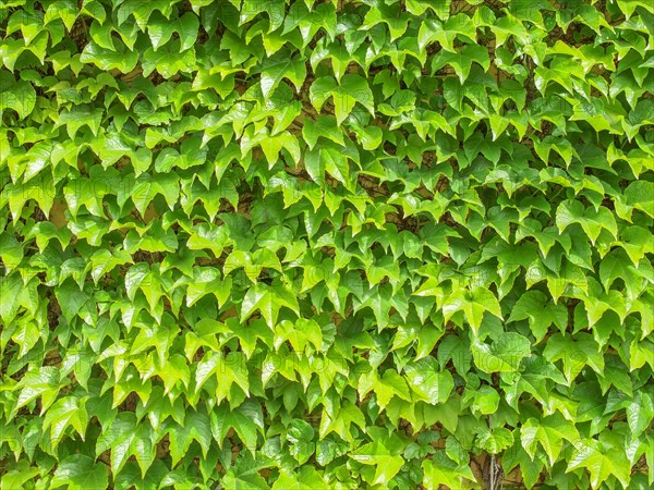 Ivy plant background