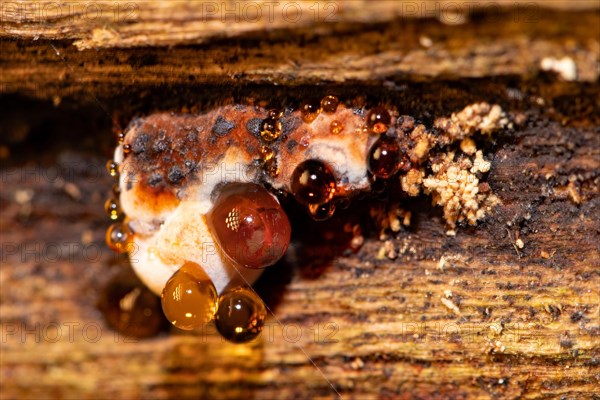 Tree sponge fruiting body with red and orange guttation drops on tree trunk