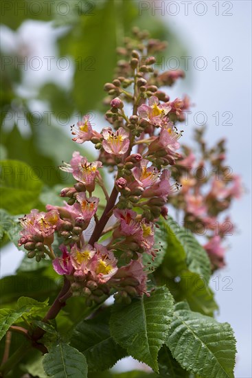Flower of a Red Horse Chestnut