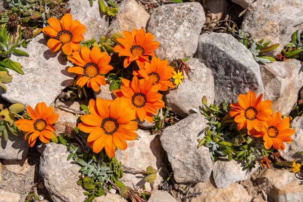 Gazania pectinata