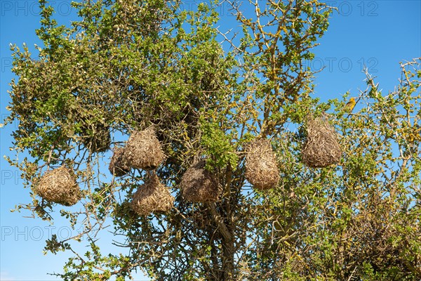 Cape weaver nests Cape Weavers