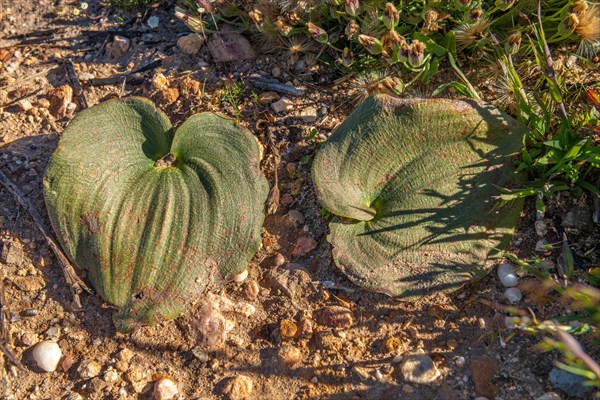 Eriospermum capense