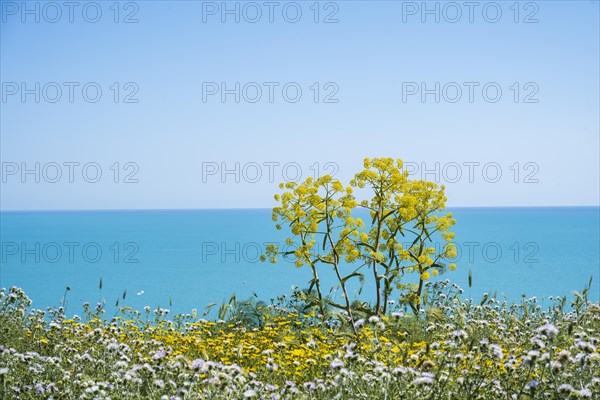 Flowering wild fennel on the coast