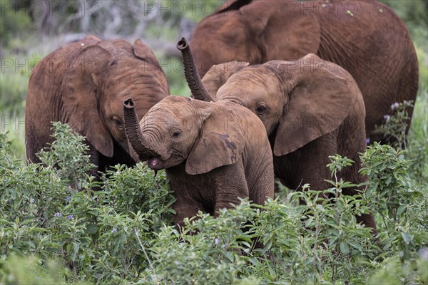 African elephant