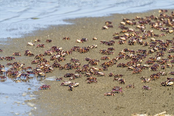 Fiddler crabs on Tanji beach