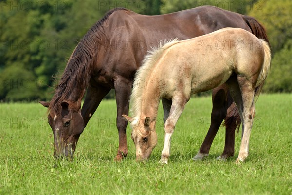 Broodmare and foal of the Western breed American Quarter Horse on pasture