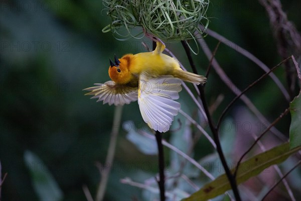 Yellow weaver bird