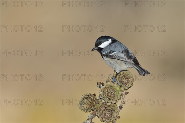 Coal tit