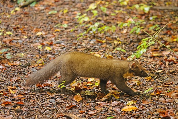 European pine marten