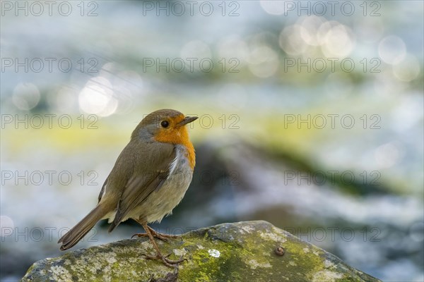 European robin