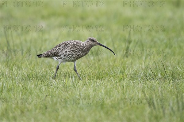 Eurasian curlew