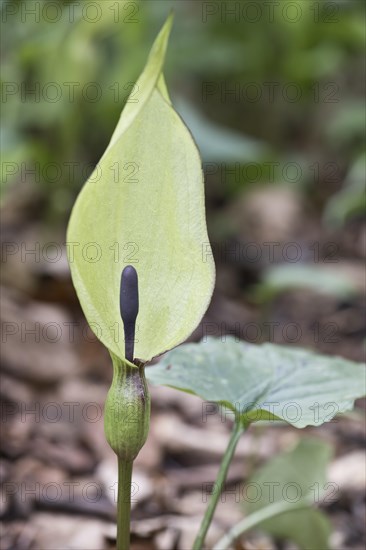 (Arum maculatum), Emsland, Lower Saxony, Germany, Europe