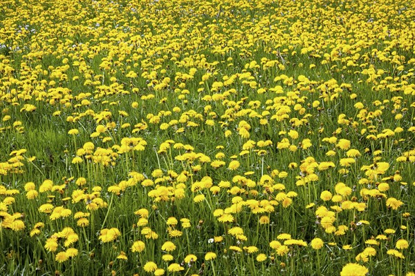 Flowering dandelion