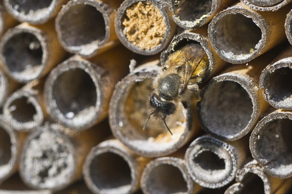 Rusty red mason bee