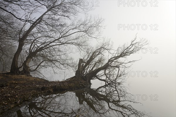 Foggy atmosphere at Lake Moehne