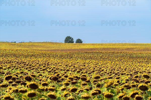 Field with withered sunflowers