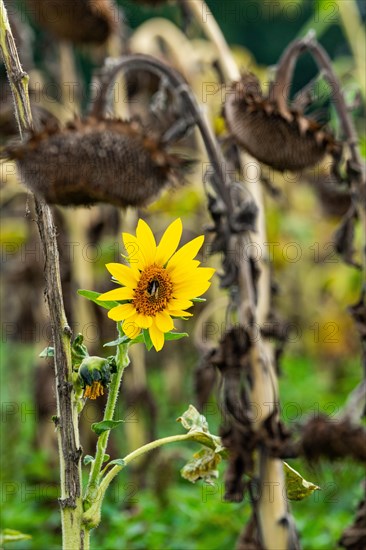 Flowering sunflower between faded sunflowers