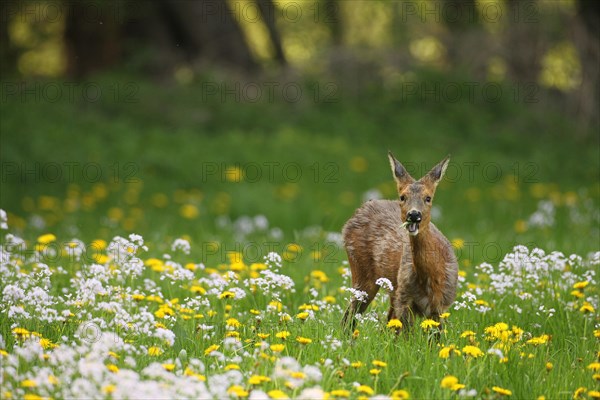 European roe deer