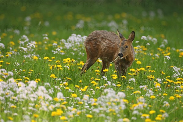 European roe deer