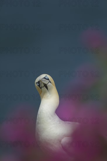 Northern gannet