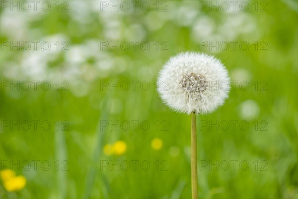 Common dandelion