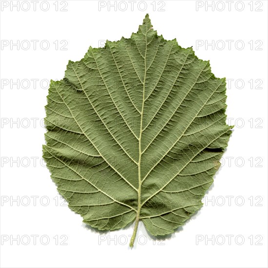 Hazel tree leaf