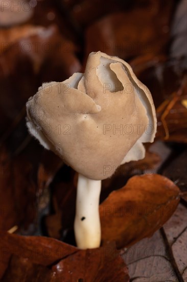 Saddle morel fruiting body