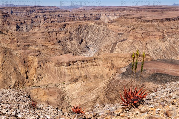 (Aloe gariepensis), Fischfluss-Schlucht, Ai-Ais-Richterveld Transfrontier Park, Namibia, Africa