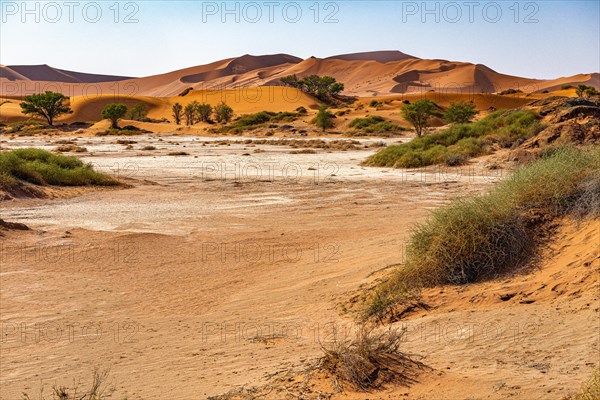 Red Sand Dunes